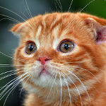 Аватар для Harmuss